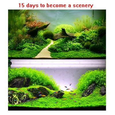 Aquarium Double Leaf Water Grass Seeds for Fish Tank Rock Lawn Garden Decoration Landscape Ornament